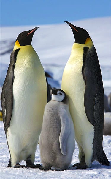 Emperor_Penguins_-Snow_Hill_Island,_Antarctica_-adults_and_juvenile-8